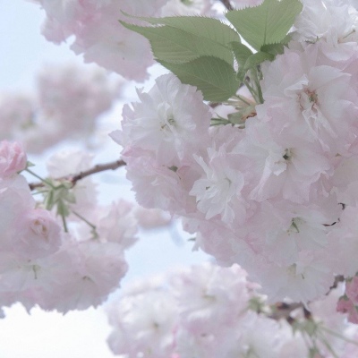 Furry插画背景绘制福瑞交流群